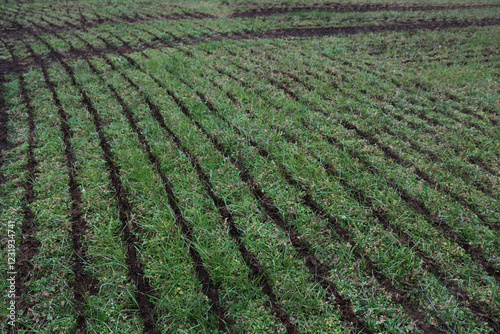 Liquid manure on alfalfa agricultural field in the italian countryside on winter season photo