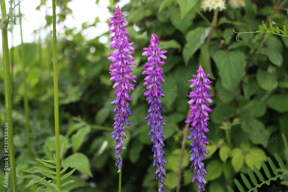 Purple flowers of Vetch in the meadow in Italy on springtime season. Vicia cracca Purple flowers of Vetch in the meadow in Italy on springtime season. Vicia cracca
