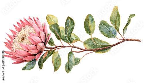 A pink king protea flower with green leaves on the stem, isolated on a white background, ultra-realistic photography. 
