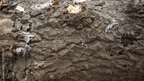 Close-up of Cracked Tree Bark,Ancient Tree with Weathered Bark, Rough Texture, and Weathering photo