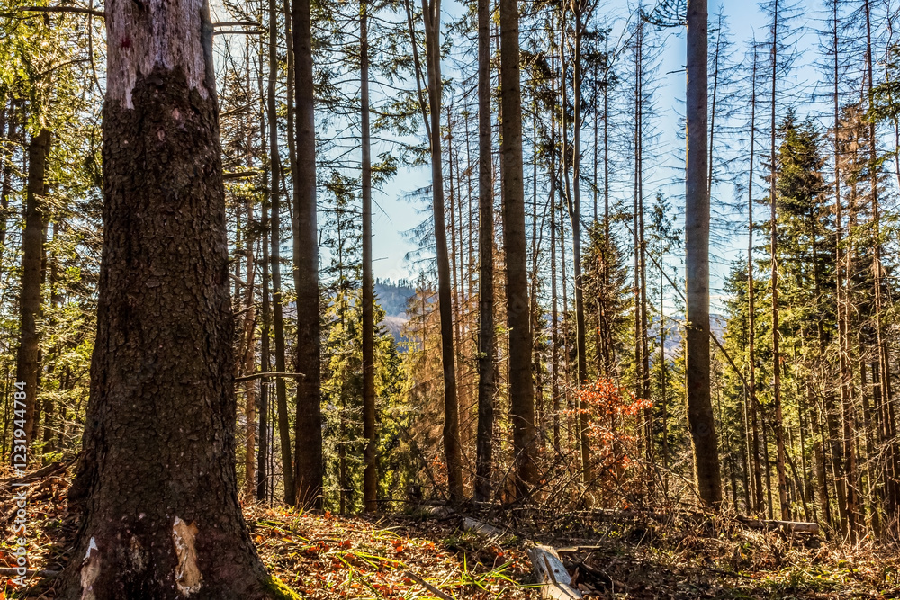Landscapes - Forest - Europe, Romania, Suceava region Landscapes - Forest - Europe, Romania, Suceava region