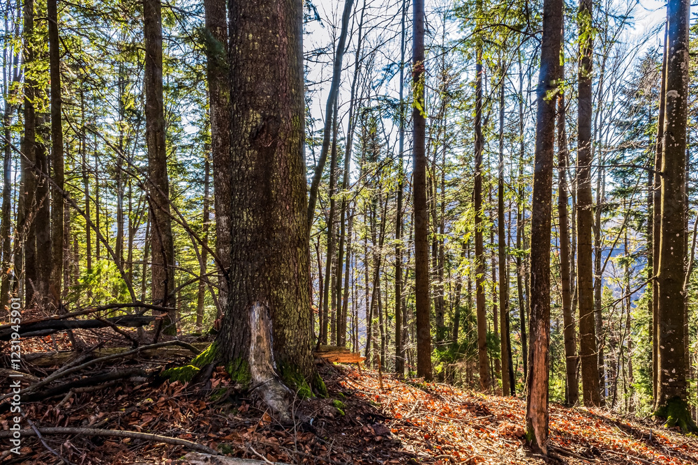 Landscapes - Forest - Europe, Romania, Suceava region Landscapes - Forest - Europe, Romania, Suceava region