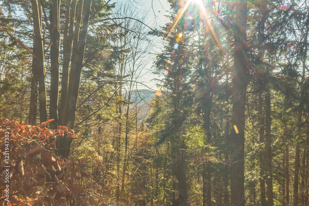 Obraz premium Landscapes - Forest - Europe, Romania, Suceava region 