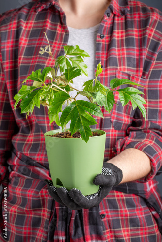 Rhoicissus houseplant, grape ivy in flower pot.  Houseplant care concept. photo