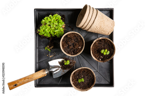 Dive plant sprouts into individual pots. Coleus seedlings picking. Sprout transplant. Top view, isolated on white. Gardening, houseplant care concept.