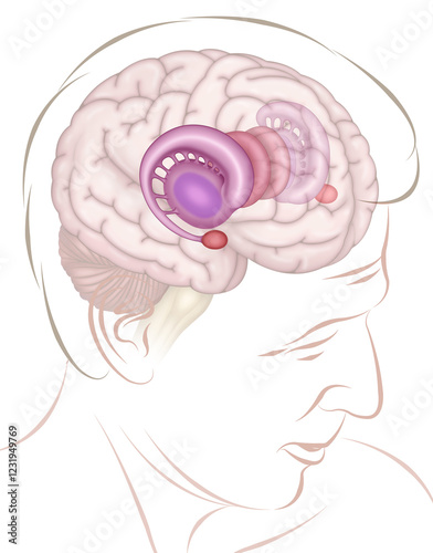 Illustration of a male human head with the brain and limbic system. The brain system is involved in emotions, memory, and behavior.