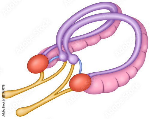 Illustration of the structure of the amygdala, part of the limbic system, which regulates emotions, fear, and aggression, and is involved in emotional memory and stress response.