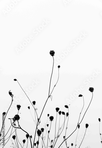 Dried flowers stretch towards a bright sky captured in minimalist black and white photography in a serene outdoor setting