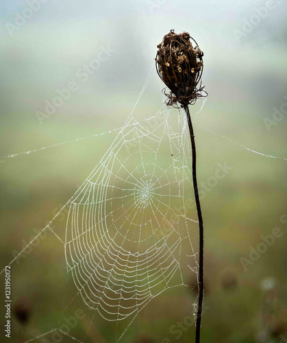 Web of intricate threads of spider webb catches morning dew on a solitary flower stalk in a misty field at dawn photo