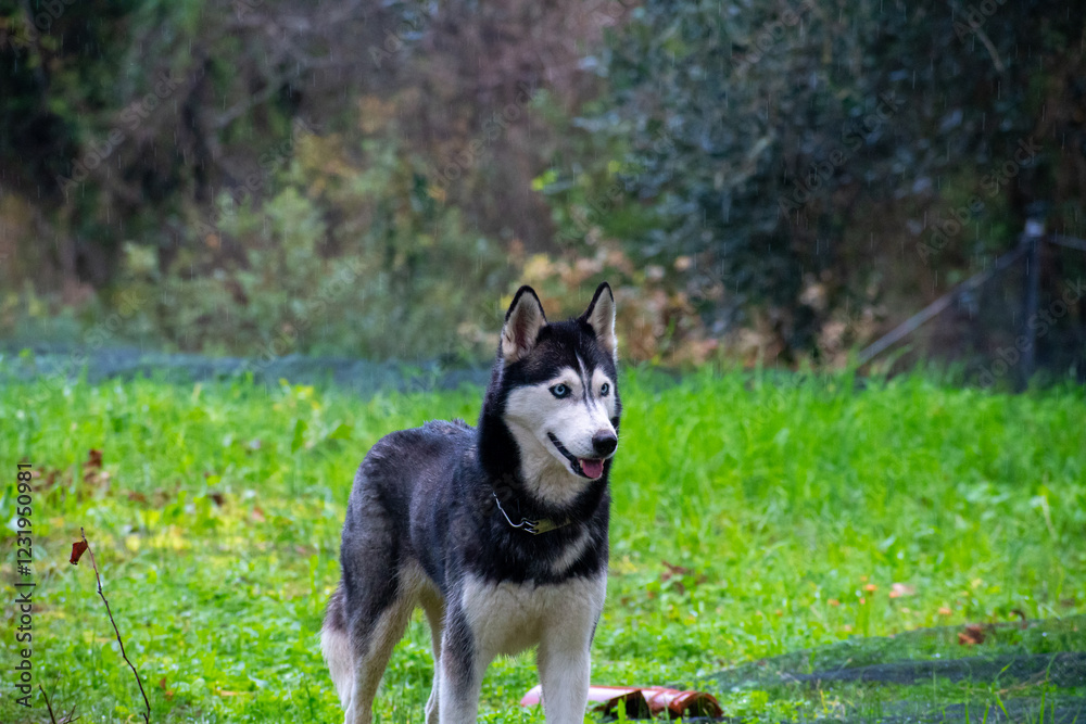 A husky stands in a grassy field, looking alert and happy. A husky stands in a grassy field, looking alert and happy.