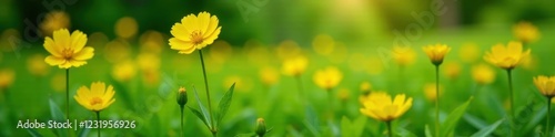 Yellow Ranunculus acris in a lush green meadow landscape, foliage, flower, flowers photo