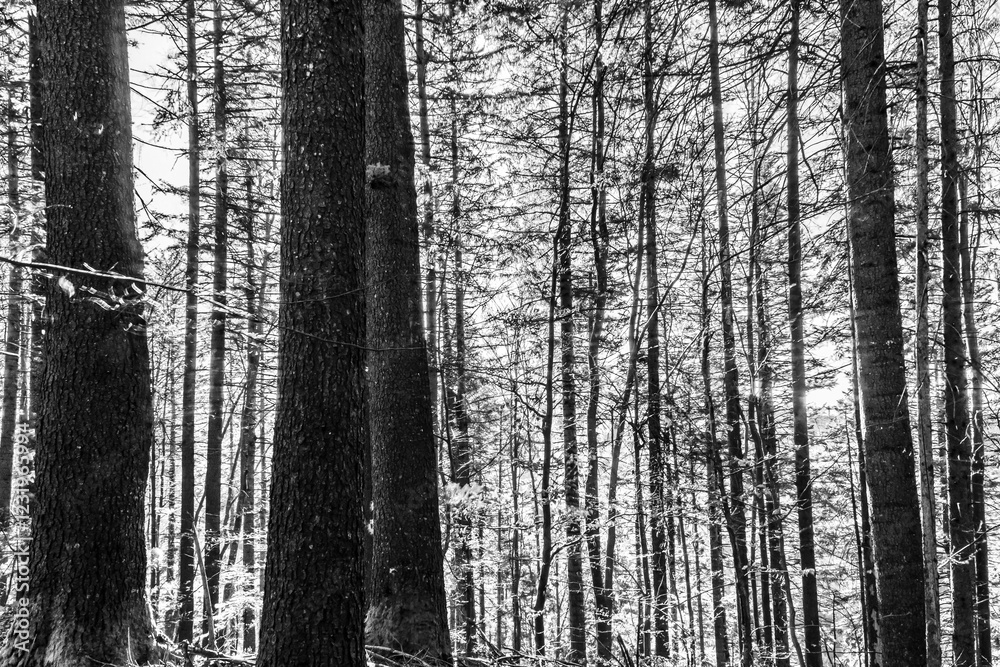 Naklejka premium Landscapes - Forest - Europe, Romania, Suceava region