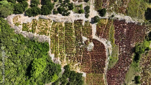 Lush vineyards on the Pelješac Island in Croatia with winding dirt roads and trees