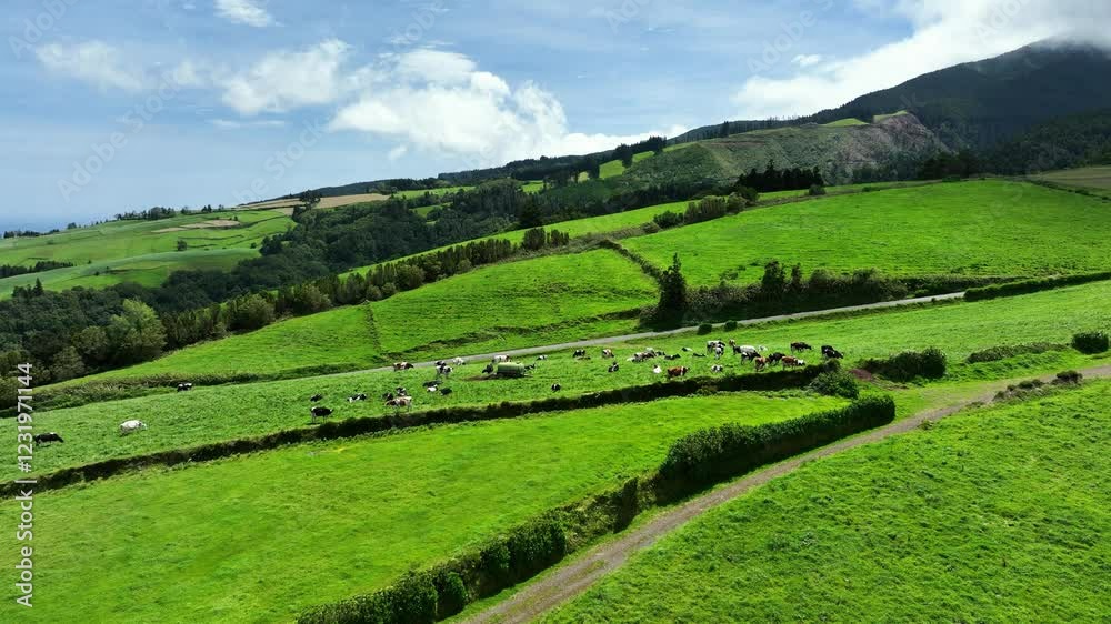 Free range grass fed cattle in lush pasture, Algarvia, Nordeste. Telephoto drone Free range grass fed cattle in lush pasture, Algarvia, Nordeste. Telephoto drone