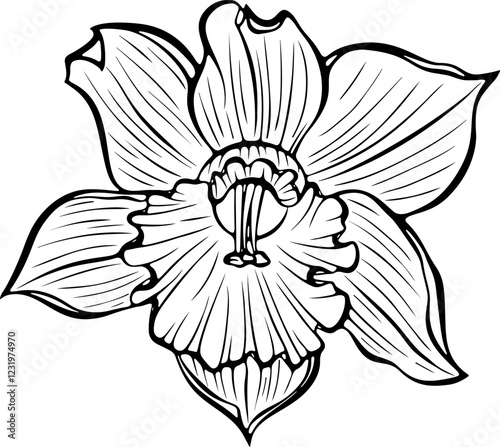 Blooming daffodil flower head front view. Spring narcissus plant. Vector illustration in hand drawn sketch doodle style. Line art graphic wildflower isolated on white. Design for coloring book, print