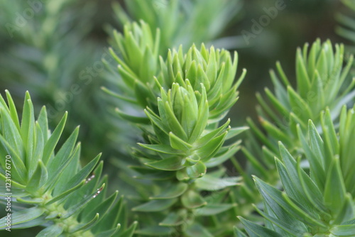 Ramo de Araucaria angustifolia photo