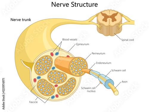 anatomy of a nerve, including fascicles, axons, Schwann cells, and protective layers like epineurium and perineurium diagram hand drawn schematic vector illustration. Medical science educational