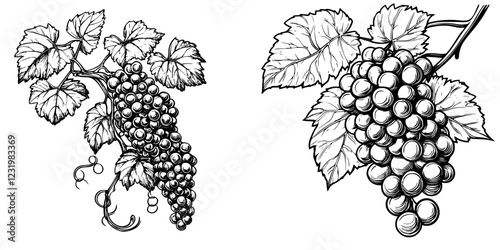 Detailed black and white illustration of grape clusters and vines showcasing their natural beauty and texture
