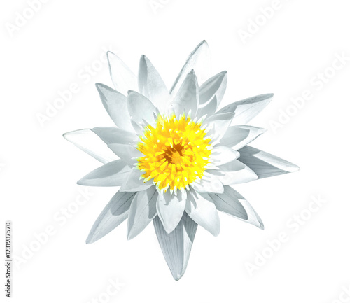 White Water lily flower isolated on transparent background. Nymphaea tetragona waterlily cutout icon, top view