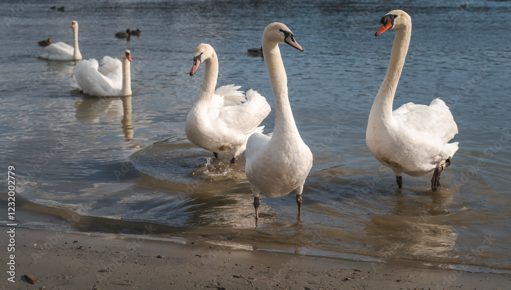 Obraz premium Several white swans on the river bank