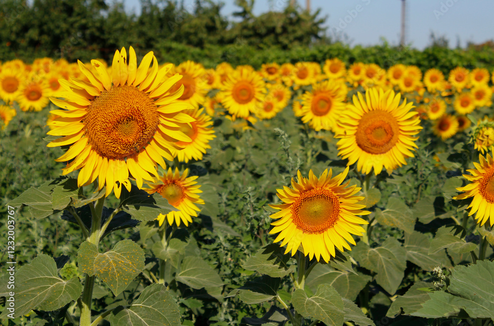 Fototapeta premium sunflowers in the field