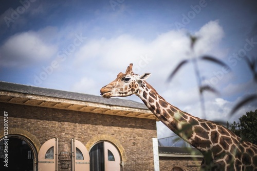 Photography Giraffe In Zoo