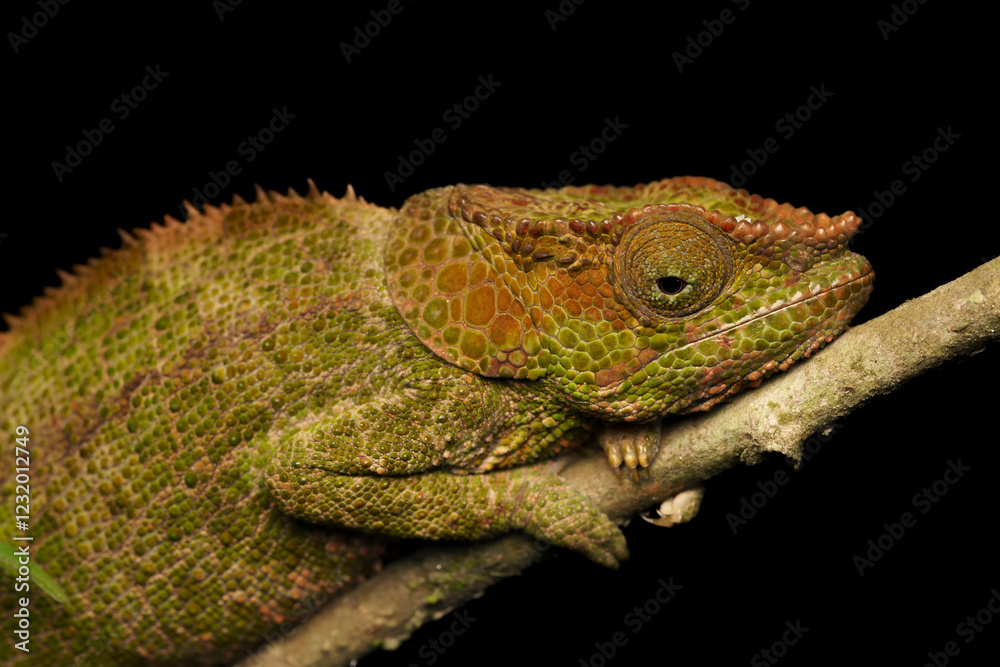 Fototapeta premium Chameleon in the wild