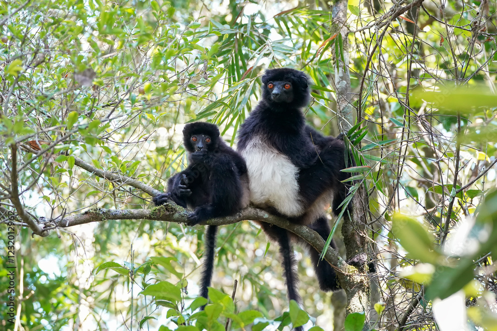 Fototapeta premium Milne-Edwards's sifaka (Propithecus edwardsi)