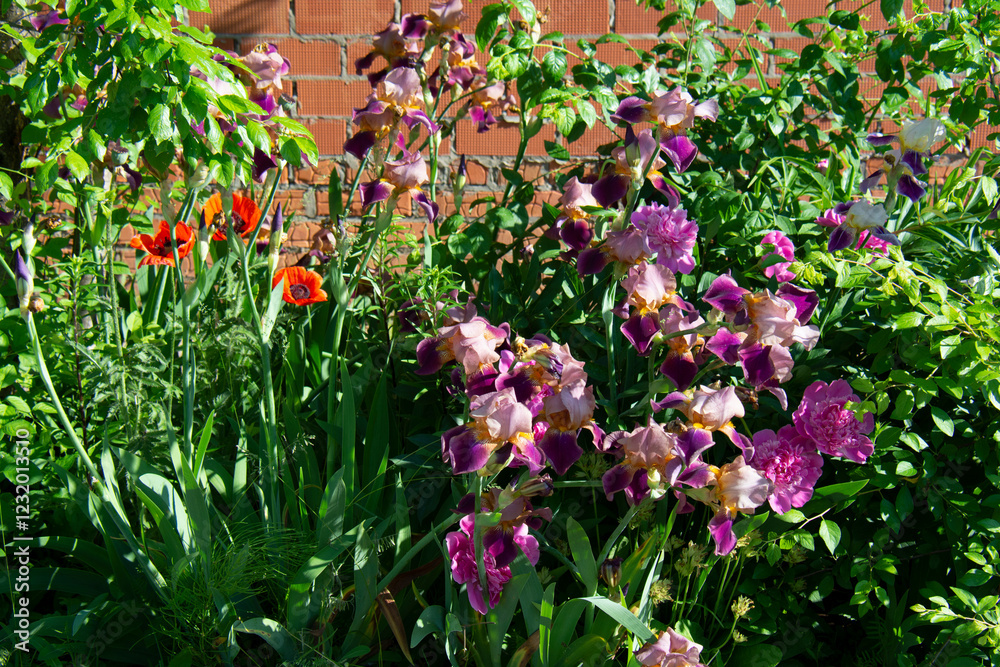 Naklejka premium Lilac and purple irises on a flowerbed in a garden in summer