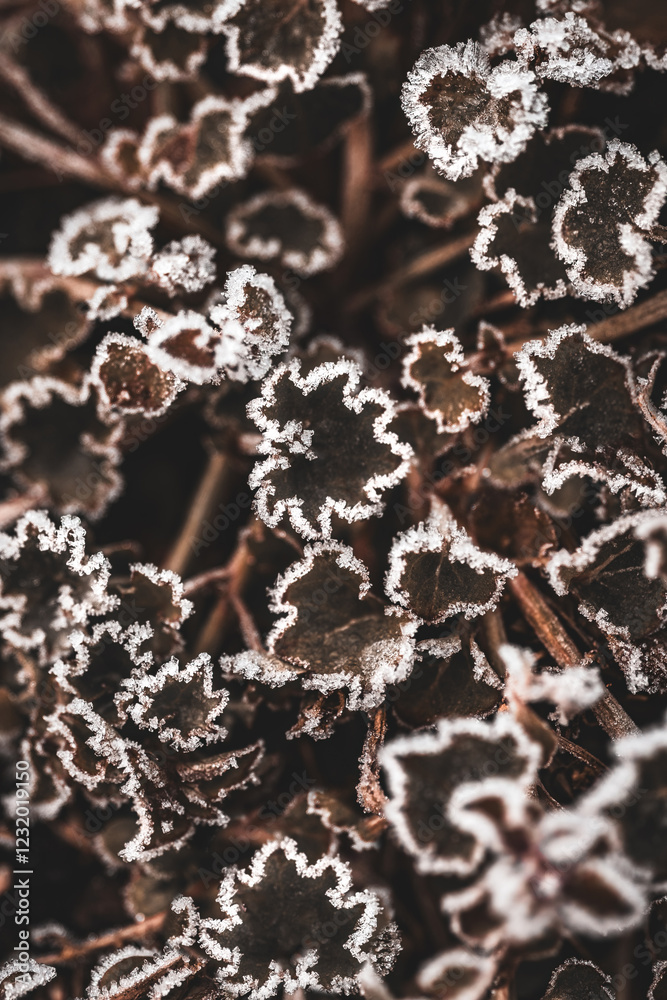 Naklejka premium Frosty Cranesbill (Geranium)