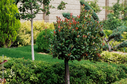 Fototapeta Naklejka Na Ścianę i Meble -  decorative plants in the garden

