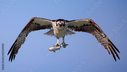 Osprey with a Fish