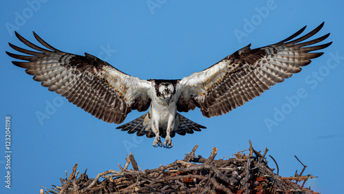 Osprey landing in its nest