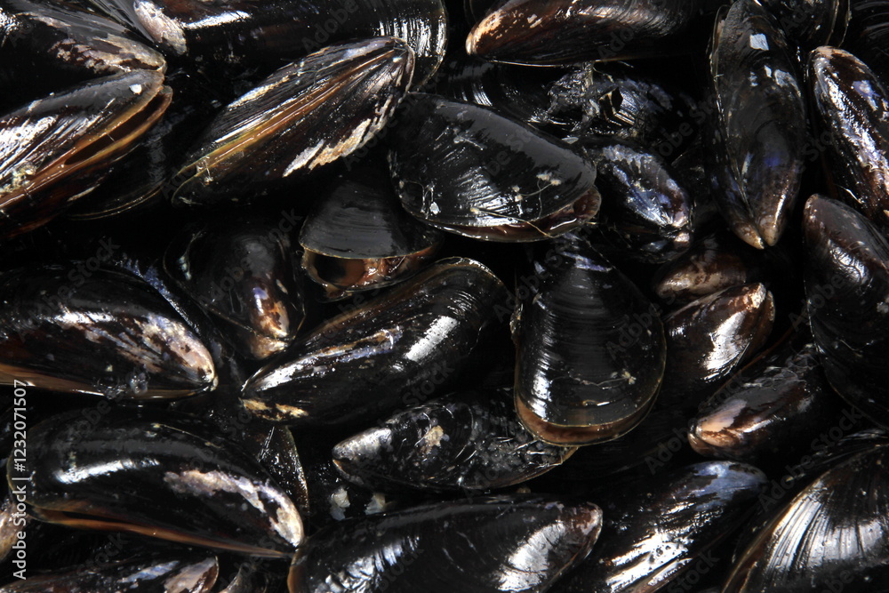 fresh mussel isolated on white background. Fresh mussels in a plastic box fresh mussel isolated on white background. Fresh mussels in a plastic box
