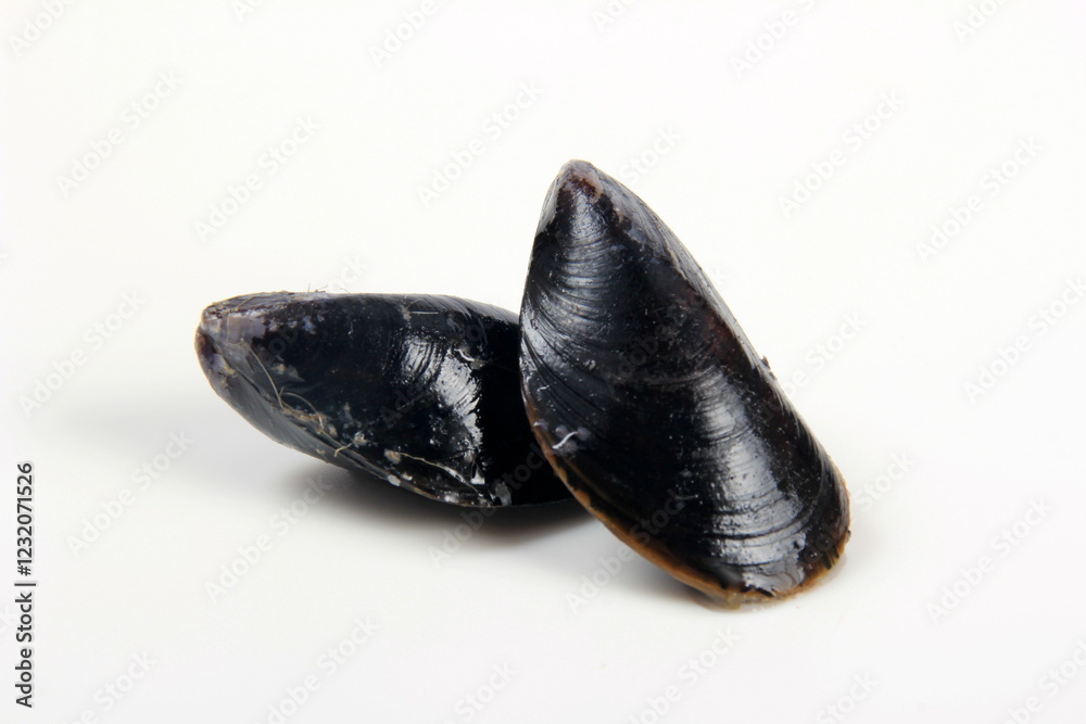 fresh mussel isolated on white background. Fresh mussels in a plastic box fresh mussel isolated on white background. Fresh mussels in a plastic box