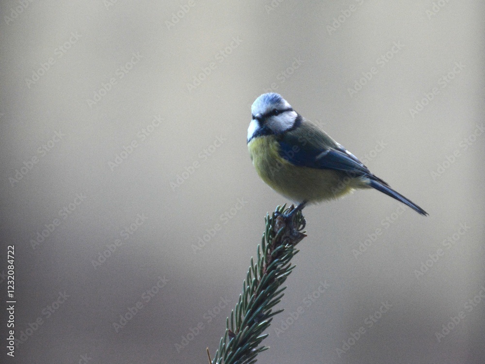 Fototapeta premium cinciarella