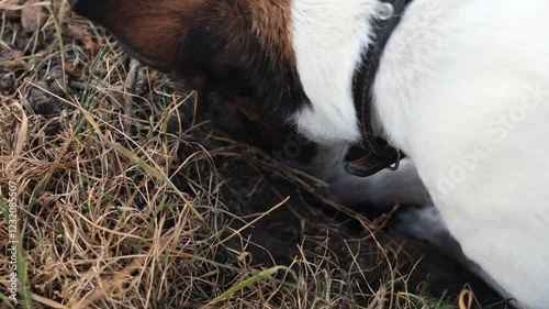 A playful dog enthusiastically digs in soft earth, uncovering hidden treasures 