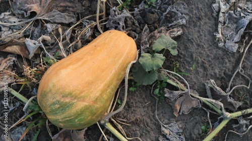 A ripe squash rests on dried vines in a quiet, rural field as autumn sets in