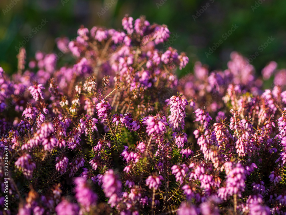 Obraz premium Vibrant purple flowers bloom in the warm sunlight of a tranquil garden