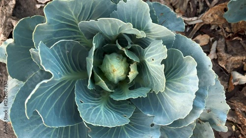 A lush green cabbage thrives in a garden patch, surrounded by wilted leaves and earth 