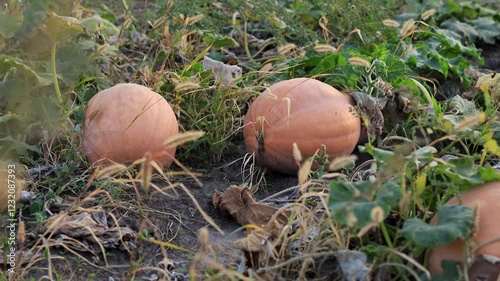 Pumpkins are maturing in a field surrounded by dry grass and green leaves on a lovely autumn day 