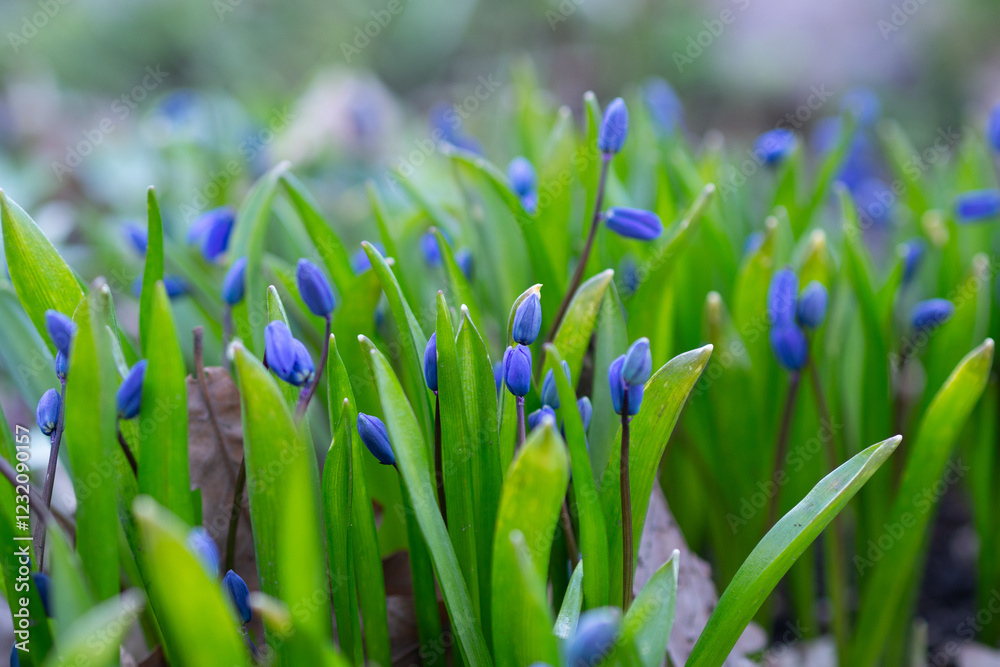 Blue flowers bloom among vibrant green leaves in a tranquil garden setting Blue flowers bloom among vibrant green leaves in a tranquil garden setting
