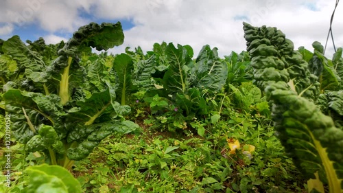 A slow-motion close-up pan shot showcasing lush green Swiss chard (acelgas) growing in a plantation in Colonia Tovar, Venezuela. The vibrant leaves sway gently, emphasizing the health of the crops.