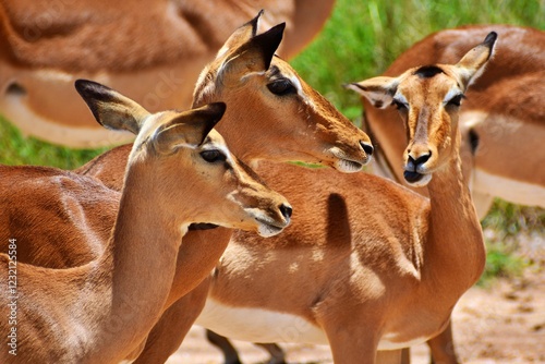 close up of three impalas photo