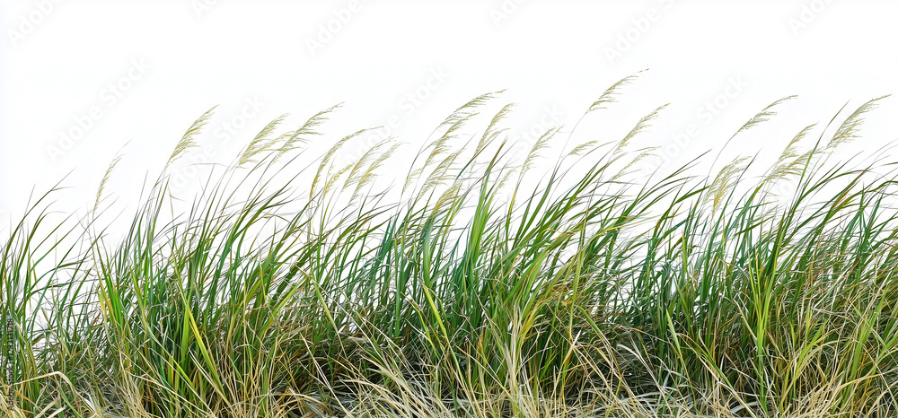 Fototapeta premium Green grass isolated on white background