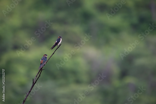 he two vibrant Red rumped swallow perched on a thin branch against a soft, blurred green background. They have a dark blue - green back, a chestnut colored breast and belly and a white rump. photo