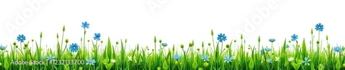 Bunch of meadow grass with separate stems and little blue flowers on white background, flowers, meadow, stems