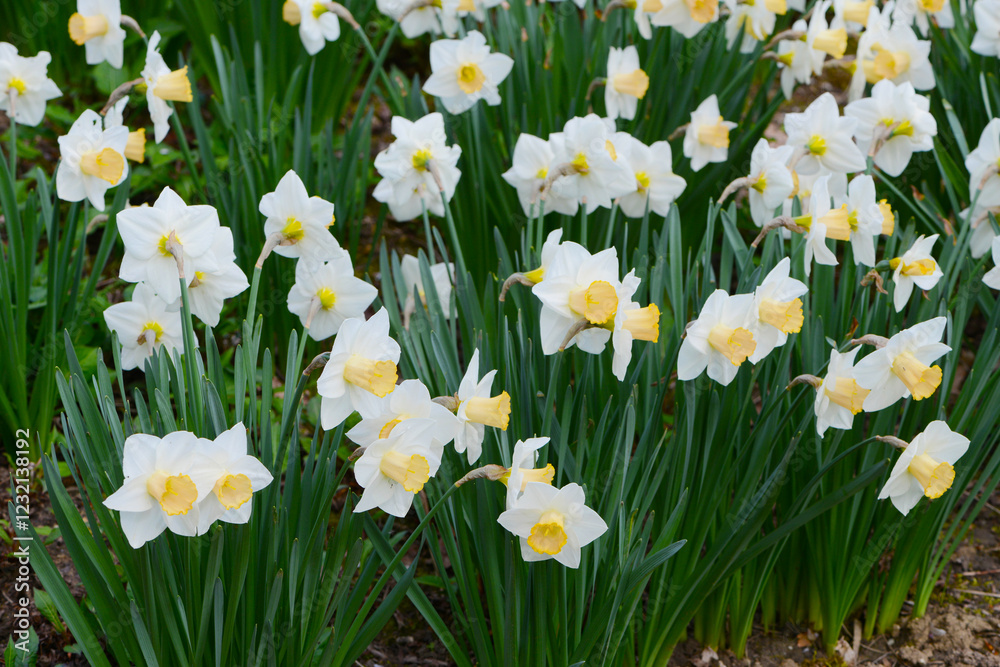 Osterglocke,  Kleinkronige Narzisse