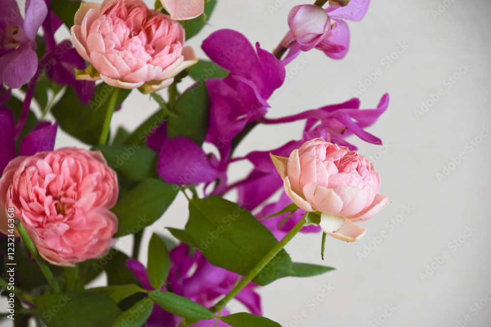薔薇とアランダ 薔薇とアランダ