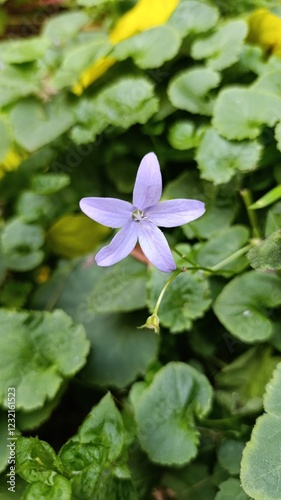 Adriatic bellflower, Gargano Bellflower, Campanule étoilée, Campanule de Gargano - Campanula garganica -  Campanulaceae, Campanulacées  photo